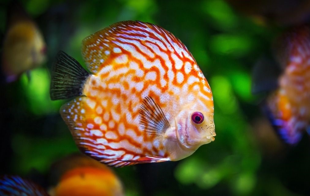 如何飼養(yǎng)七彩神仙