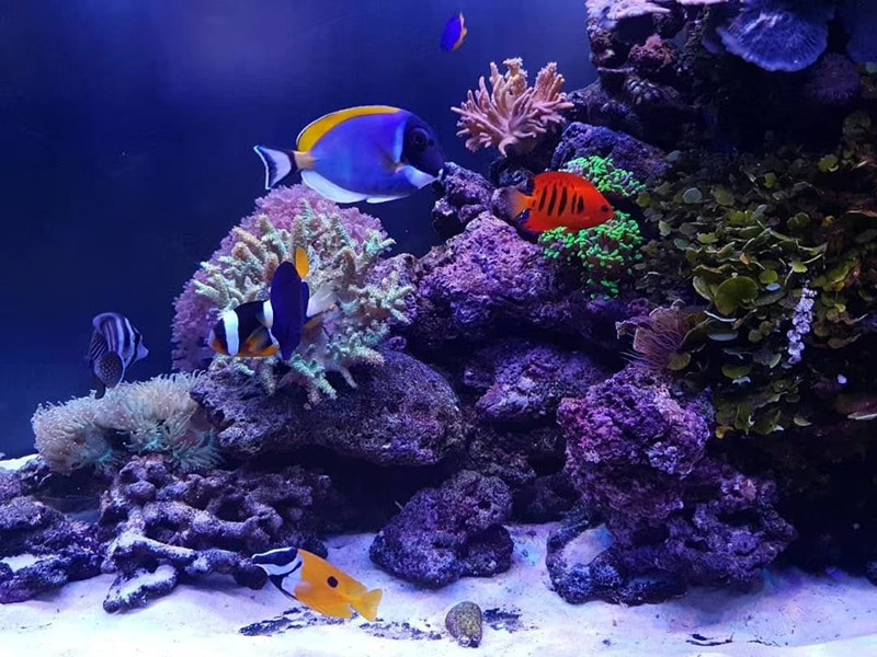 海水生態(tài)缸