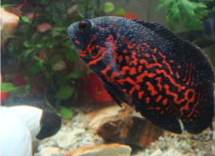 不要小看白點病，不得不治！